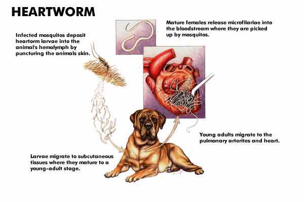 do dogs pass heartworms in their stool