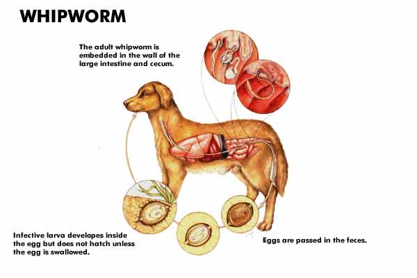 Can Adults Catch Worms From Dogs